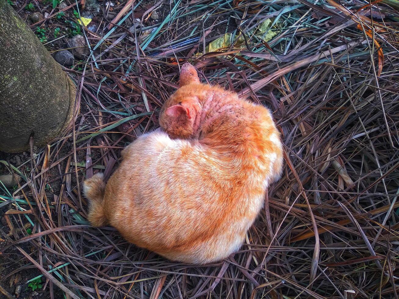 Happy sleeping cat under the shadow of a bush in the garden. photo