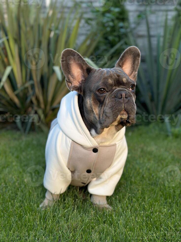 Portrait of a small dog in light clothes on green grass. Selective focus, blurred background, photo