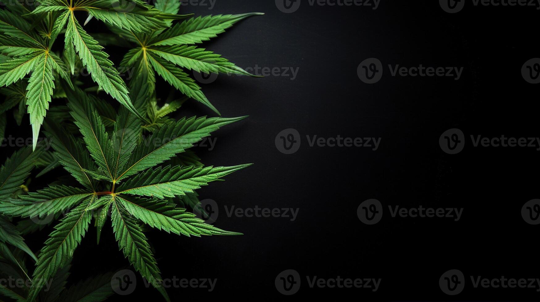 AI generated Green cannabis leaf close up on black background with sunlight and glow. Medical marijuana cultivation. Copy space photo