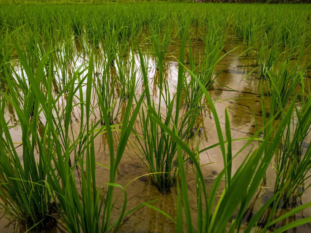 foto de arroz campo paisaje