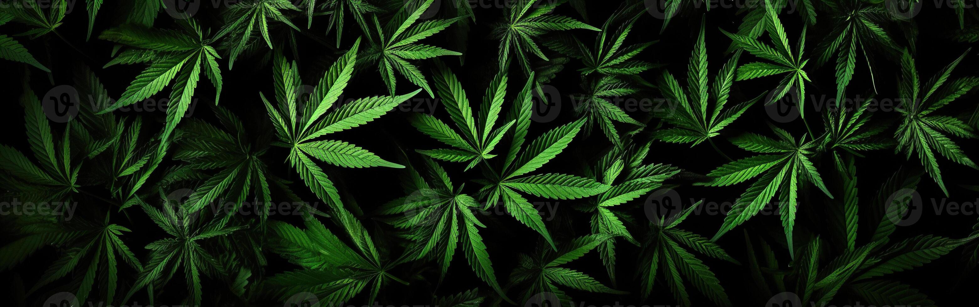 AI generated A lot of cannabis leaves on black background. Marijuana banner. Cannabis legalization concept photo