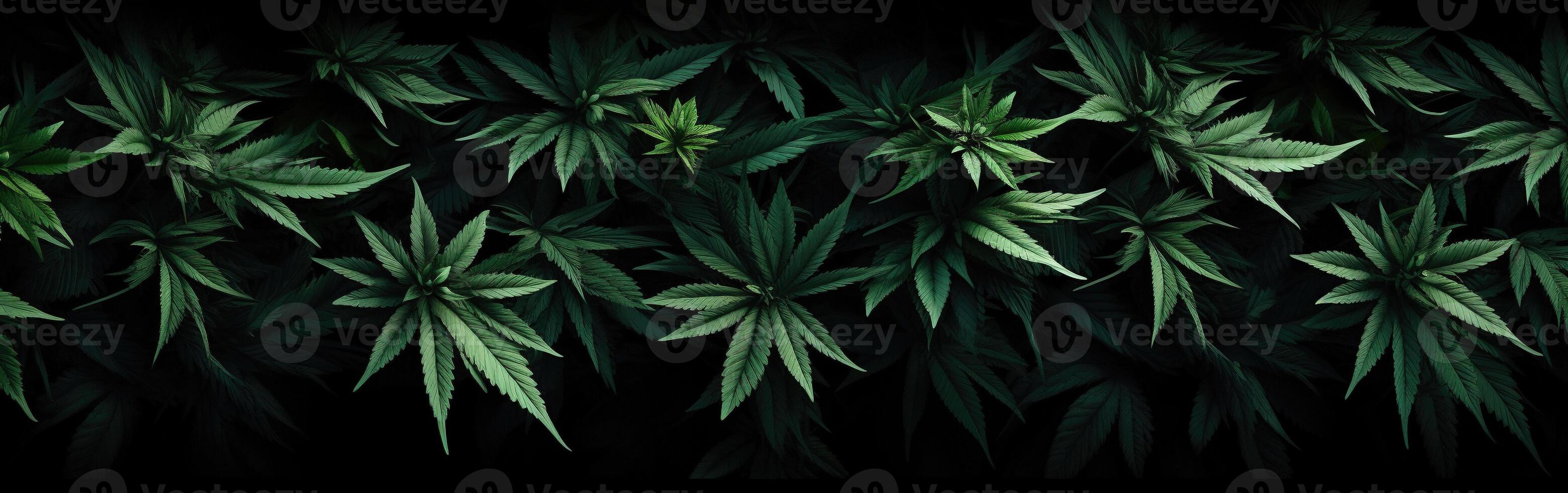 AI generated Green cannabis leaves on black back. Botanical background. photo