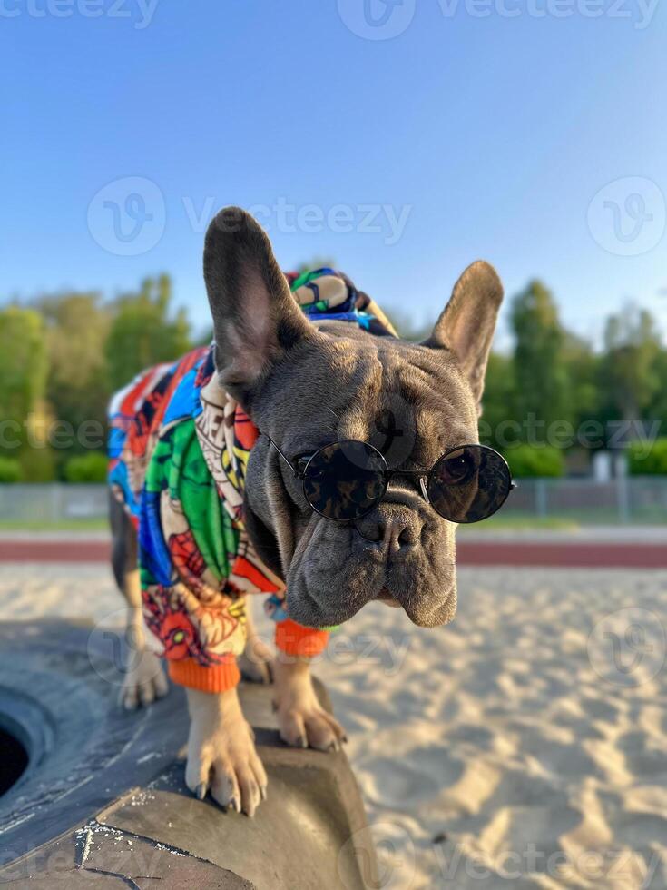 A dog in a stylish outfit on the beach on the beach. photo