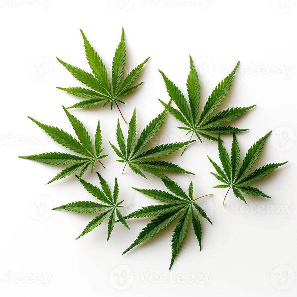 AI generated Cannabis plant isolated on white background. Cannabis grow operation. Legal Marijuana cultivation. photo