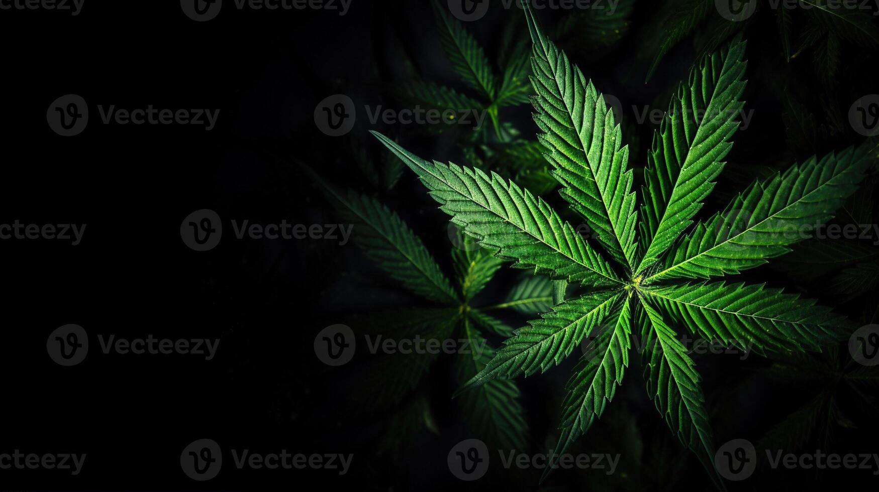AI generated Green cannabis leaf close up on black background. Studio shot. Medical marijuana cultivation. photo