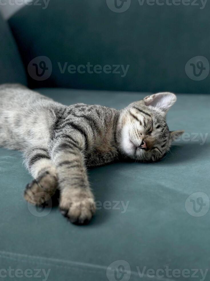 sereno gato con atigrado piel duerme pacíficamente en un verde sofá, representando tranquilidad. foto