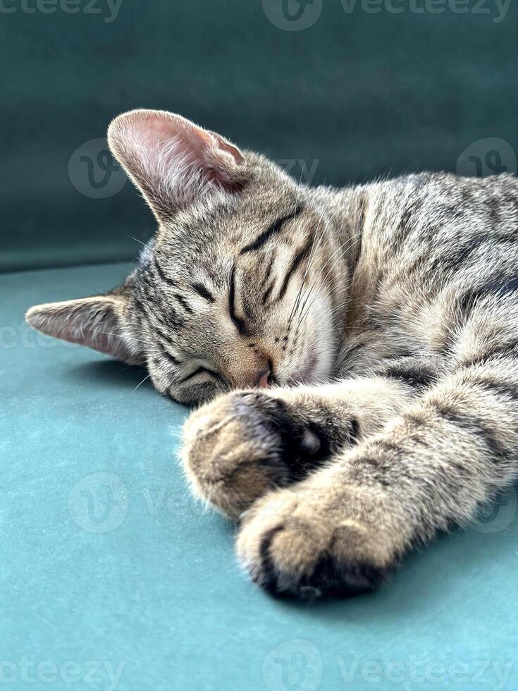 dormido gatito de cerca. foto