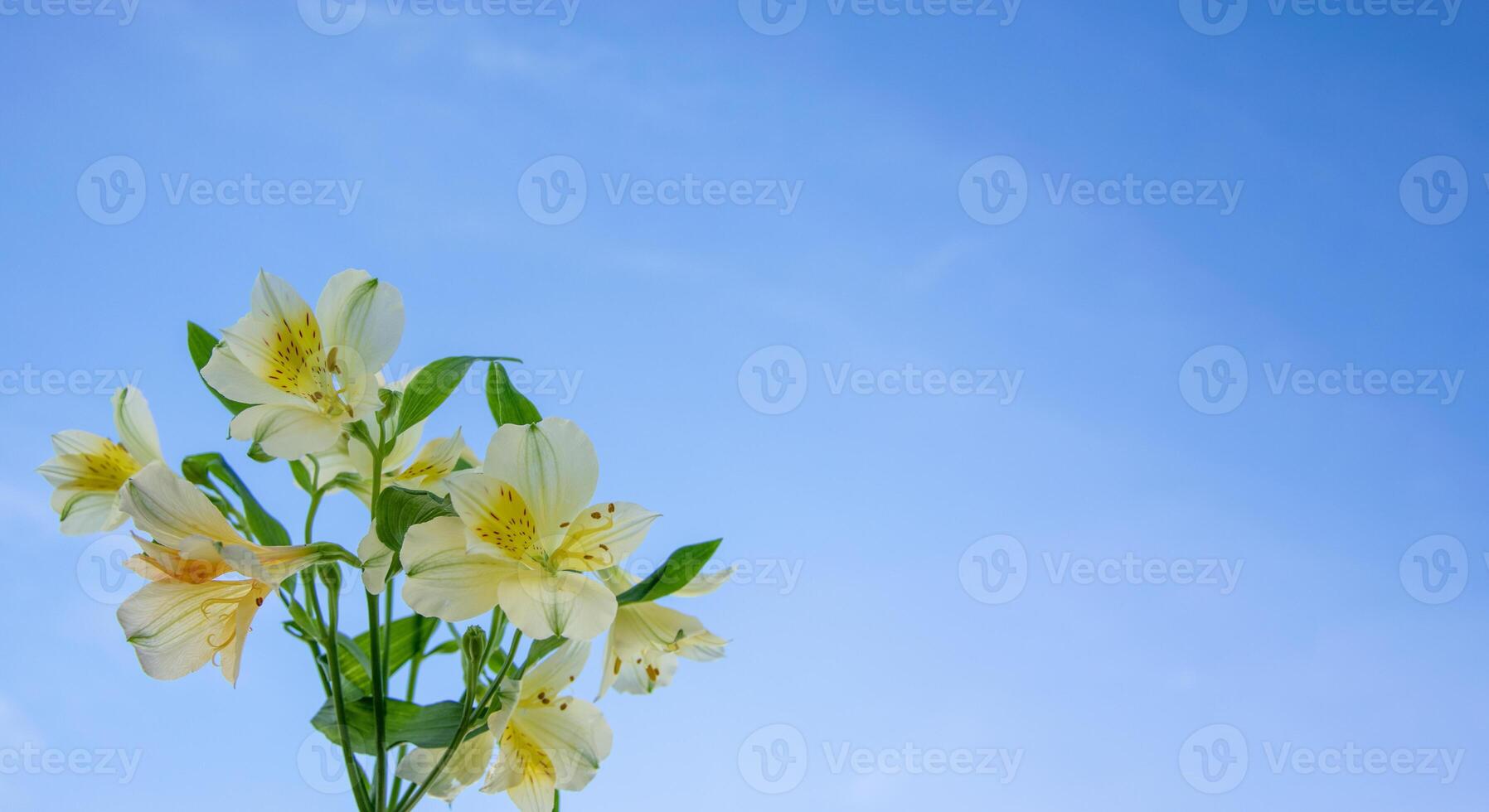 Delicate yellow flowers alstroemeria, on a sky background with white clouds. photo