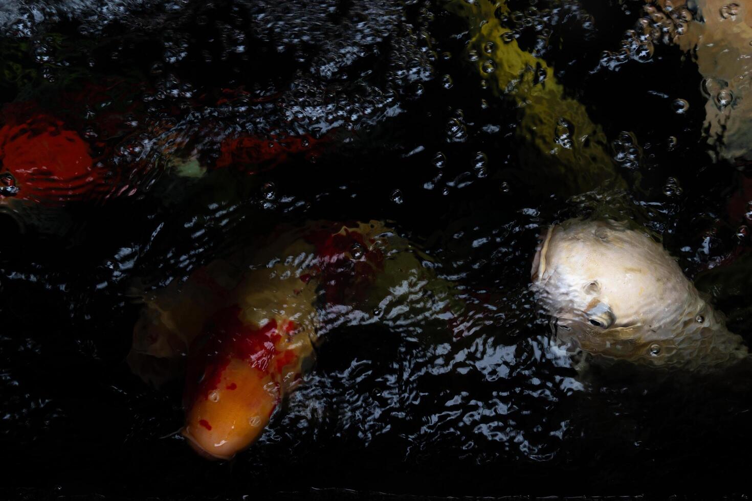 Abstract and blurred of koi fish in the water with bubbles and waves. Koi fish swimming in the pond. Above view of aquatic animals background. photo
