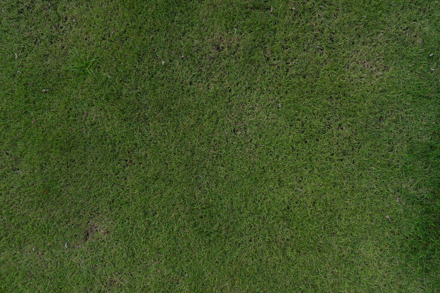 Above view of green grass in the garden. Other plants are mixed as well. Just finished cutting grass. for background and textured photo