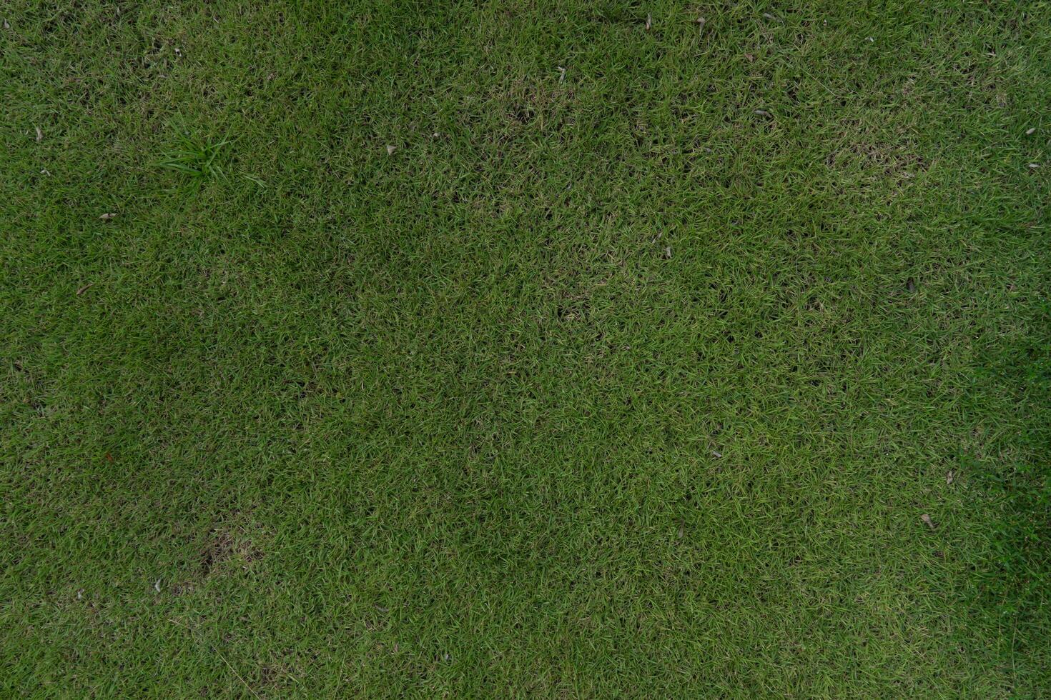 encima ver de verde césped en el jardín. otro plantas son mezclado como Bueno. sólo terminado corte césped. para antecedentes y texturizado foto