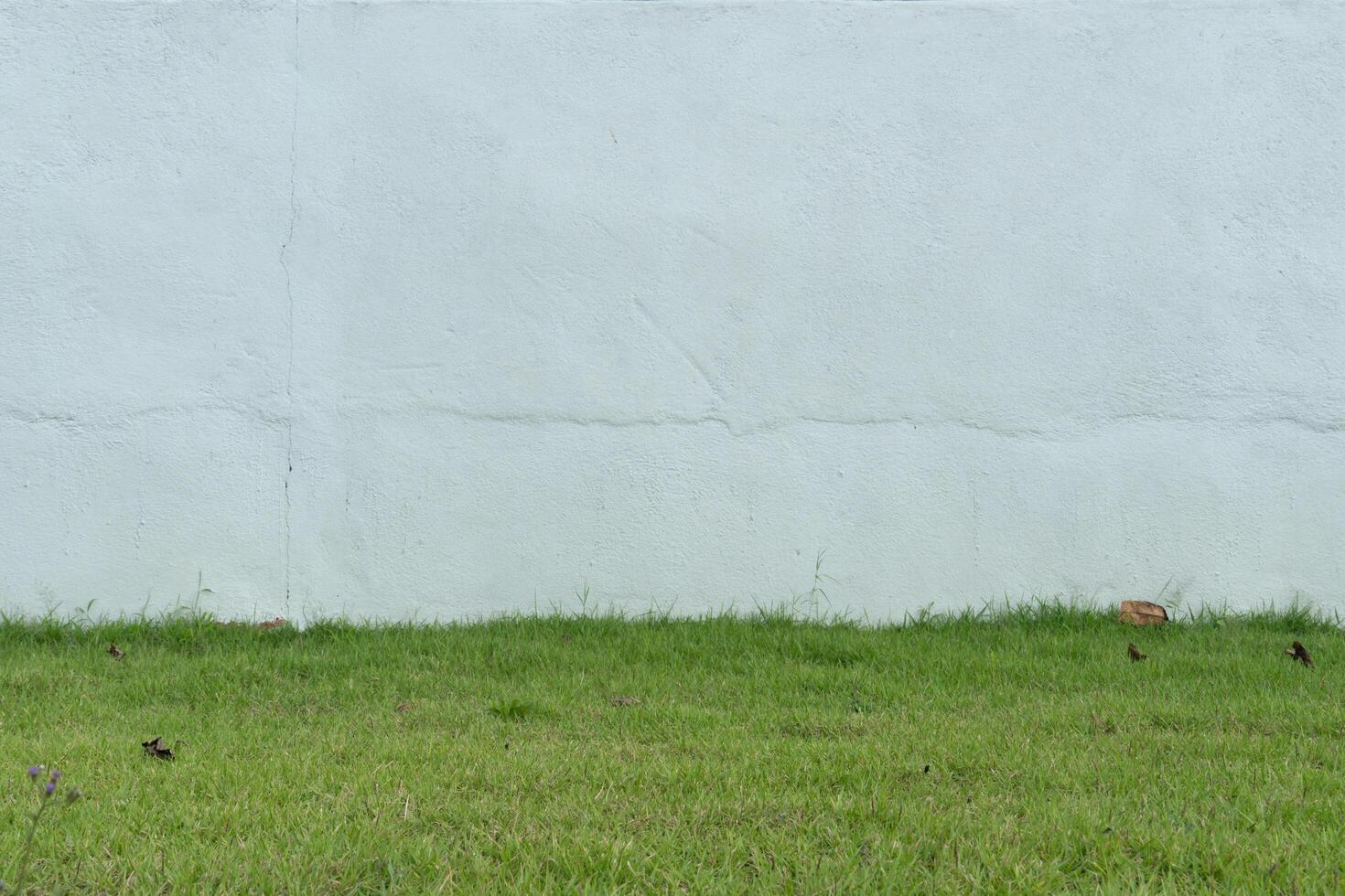 Grass surface is smooth and wide of Manila Grass. with background of white cement wall. photo