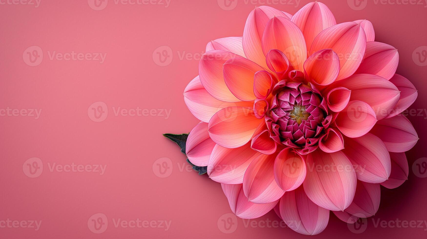 AI generated red dahlia flower copy space for text photo