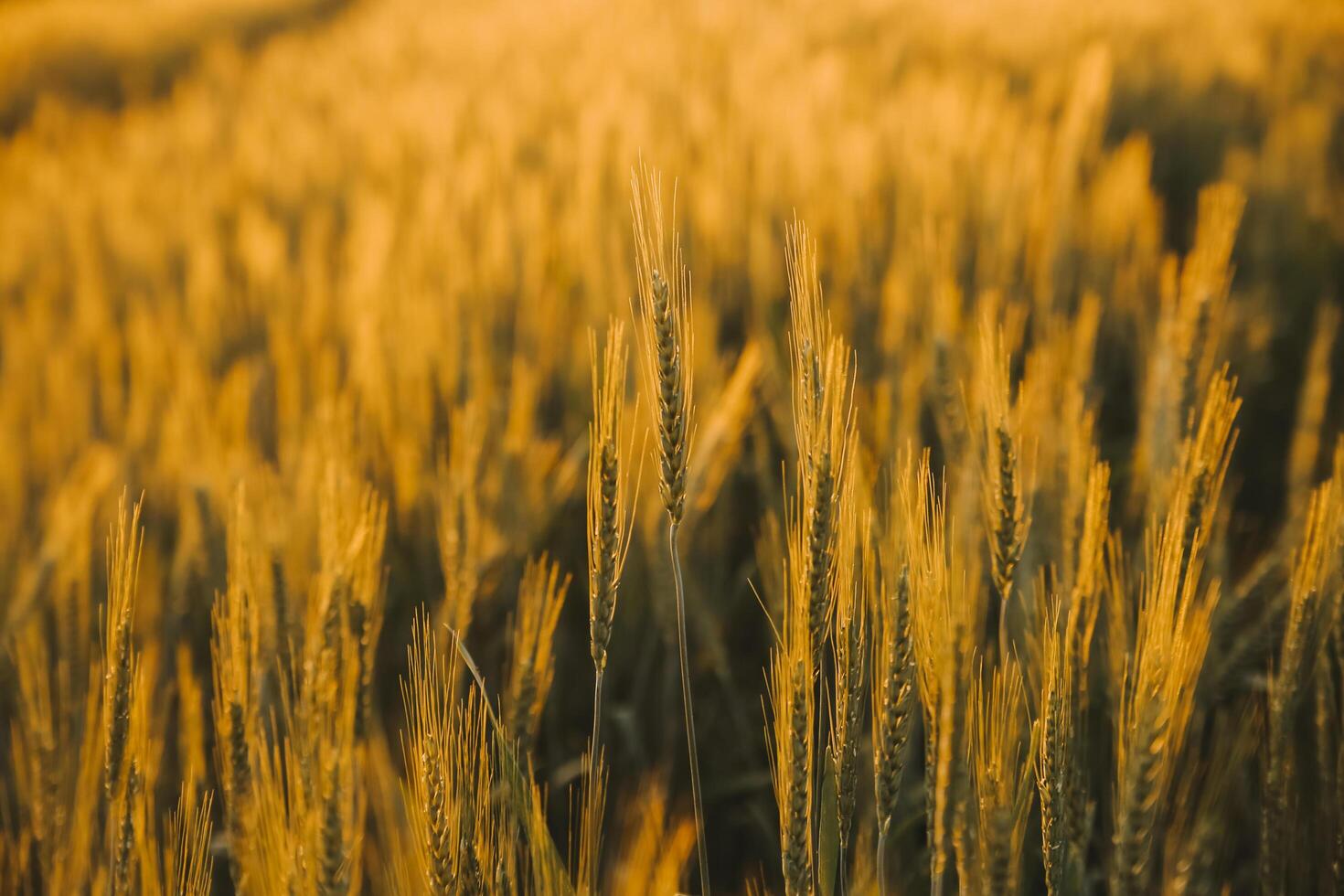 Paddy rice field before harvest with sunrise background. photo