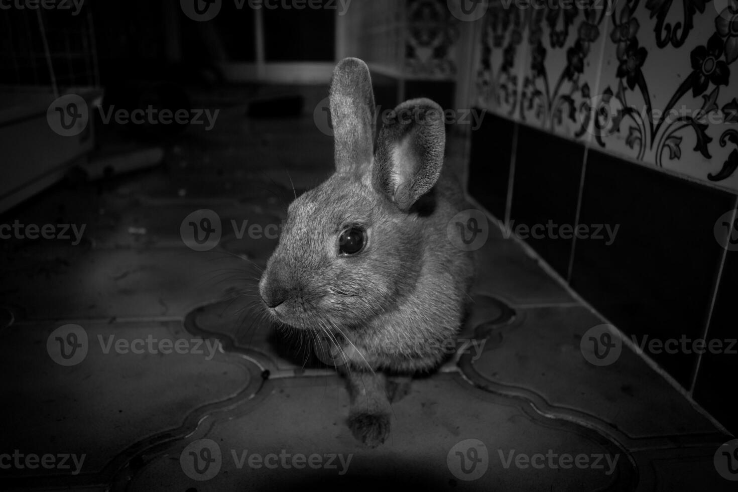 a black and white image of a curious pet bunny rabbit photo