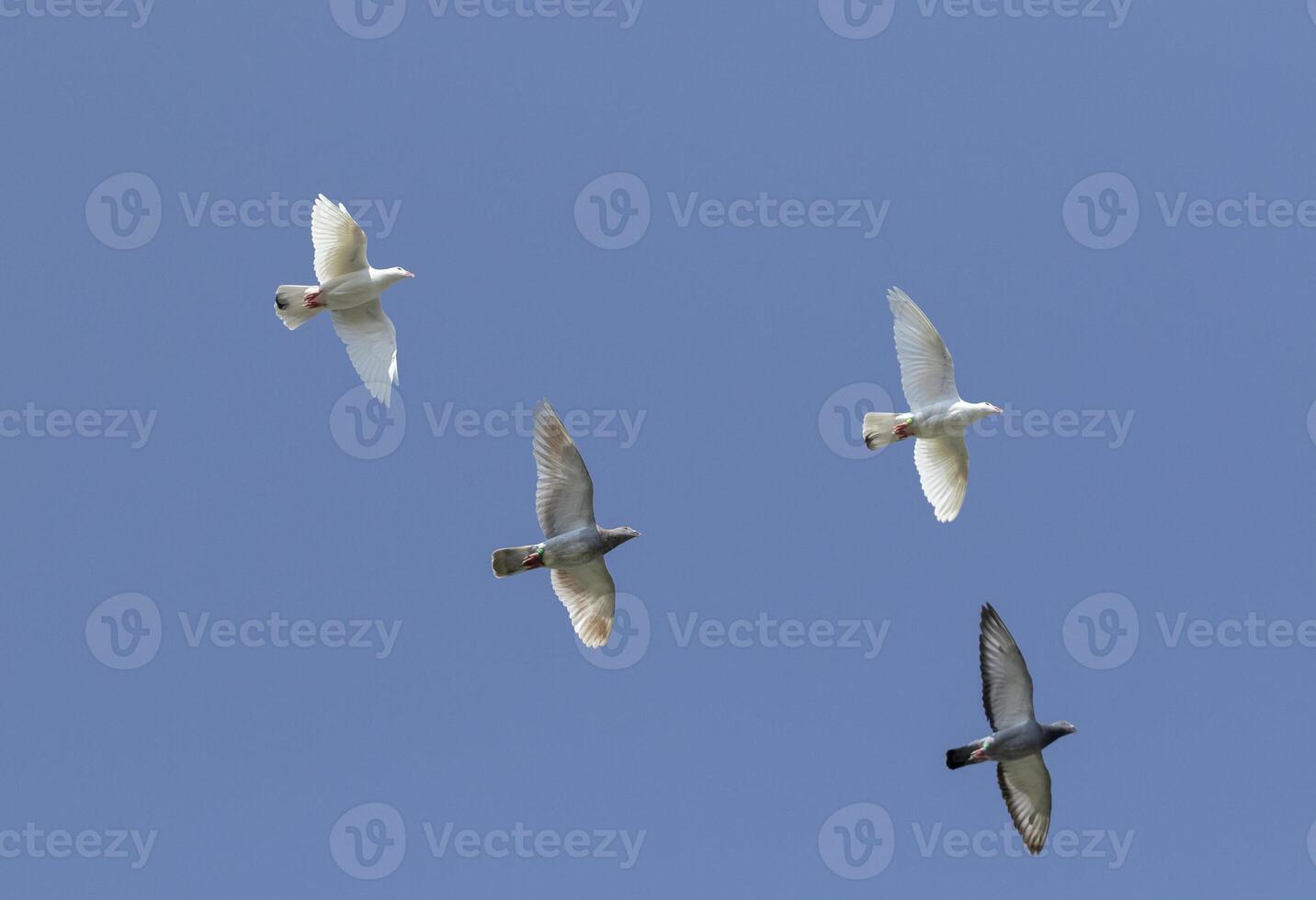 group of speed racing pigeon flying against clear blue sky photo