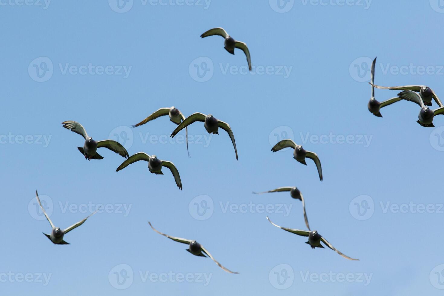 group of homing pigeon flying photo