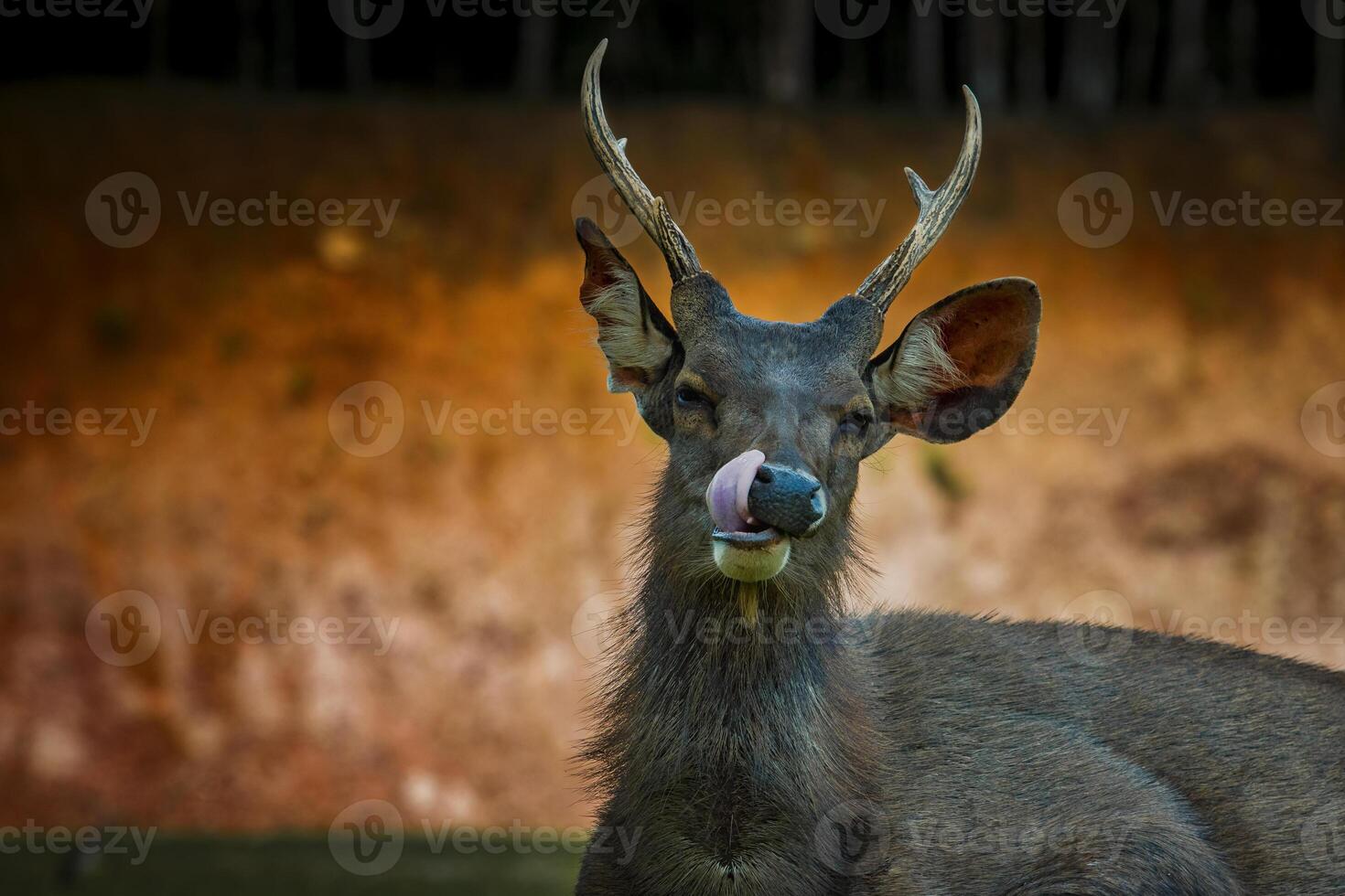 sambar deer lying on green field at khao yai national park thailand photo