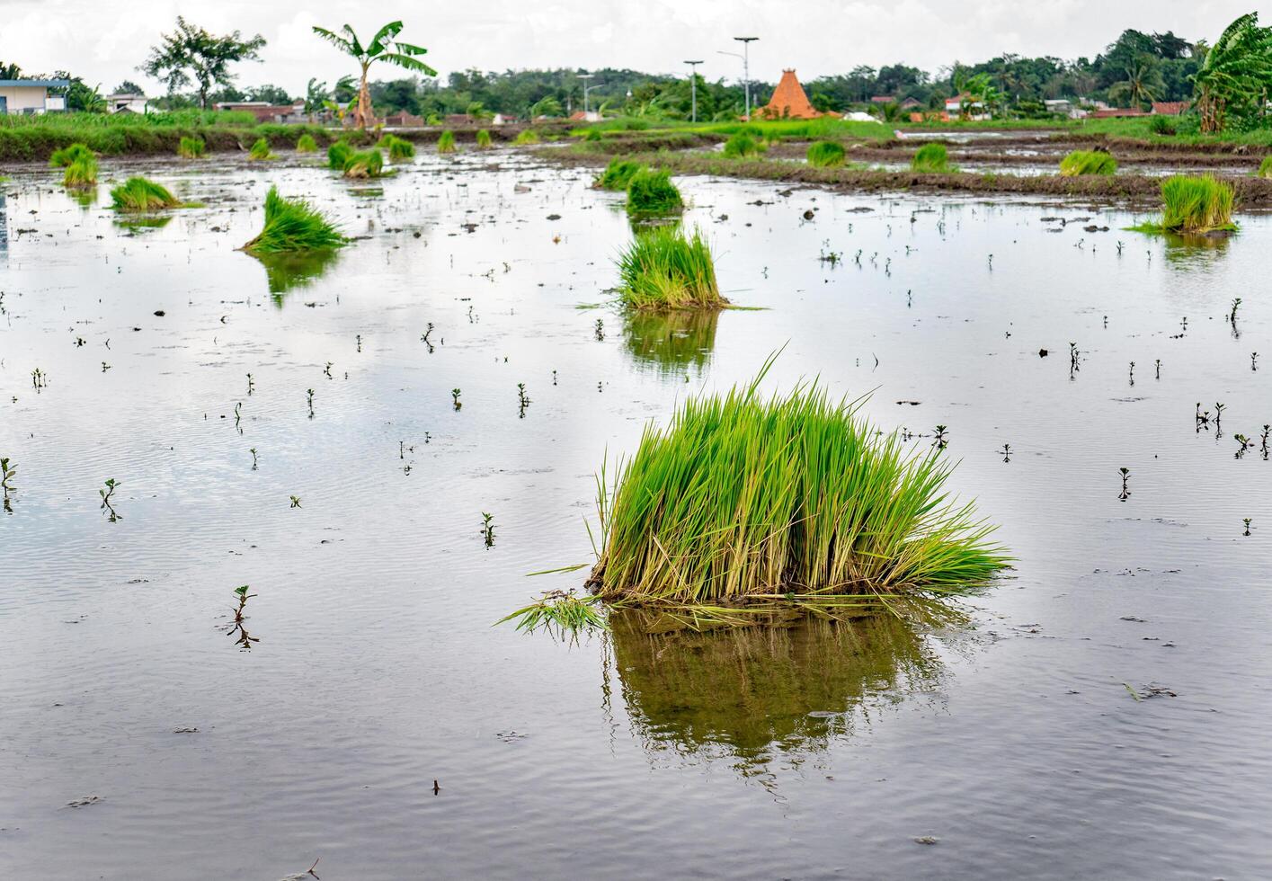 un manojo de arroz plántulas en un arroz campo Listo a ser plantado foto