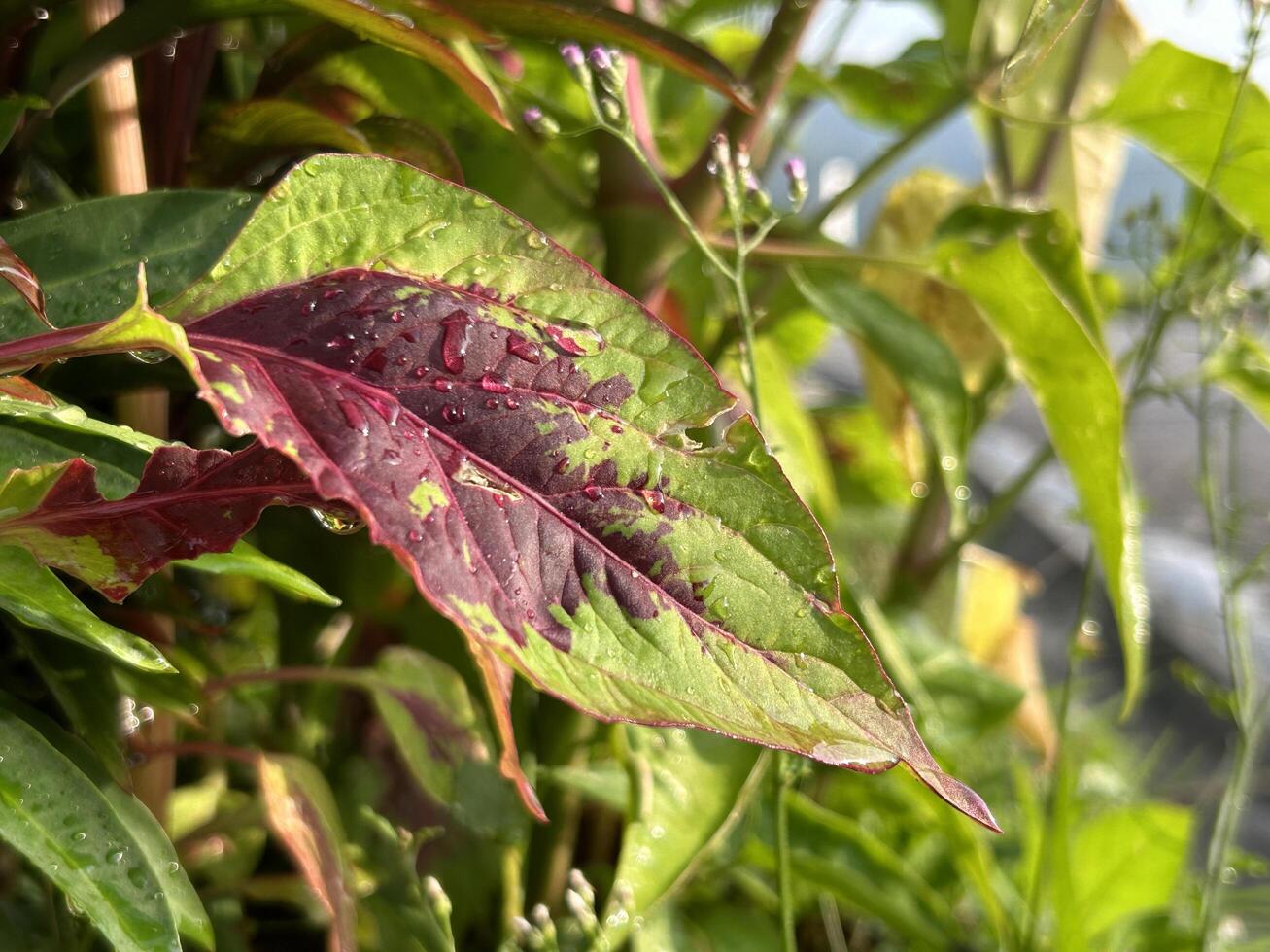 Morning Dew on Colorful Leaves photo