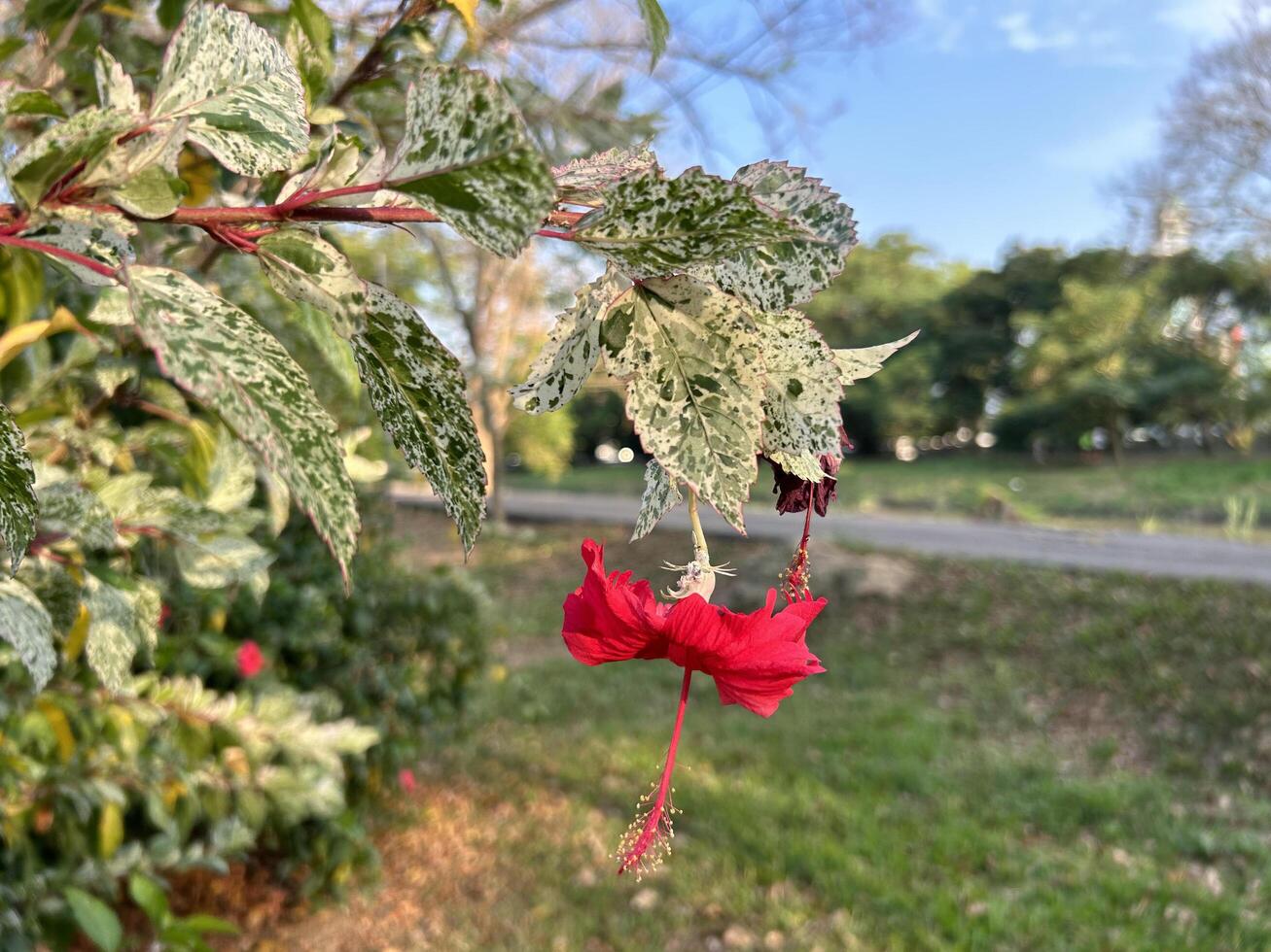 brillante rojo flor en medio de verdor foto