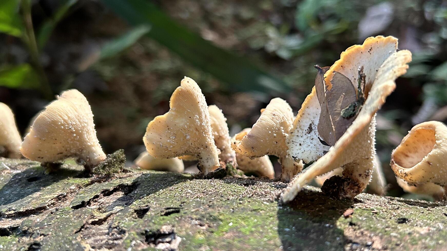 Wild Mushrooms Growing on Tree Bark in Sunlight photo