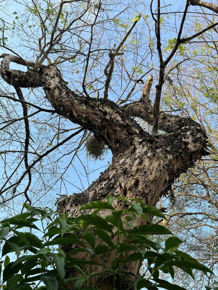 Ancient Tree Branches Reaching Skyward photo