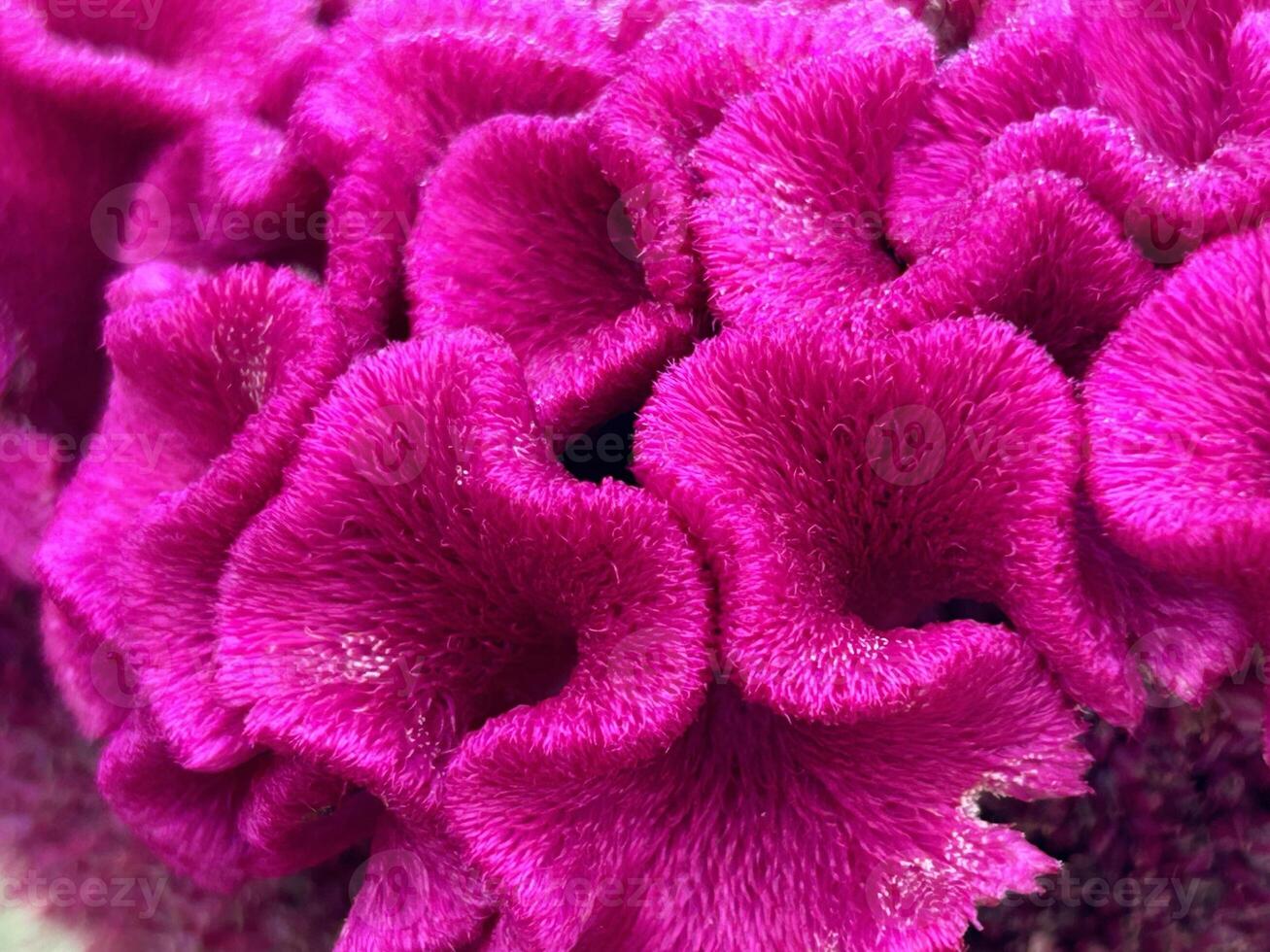 Velvety Pink Celosia Blossom in Closeup photo