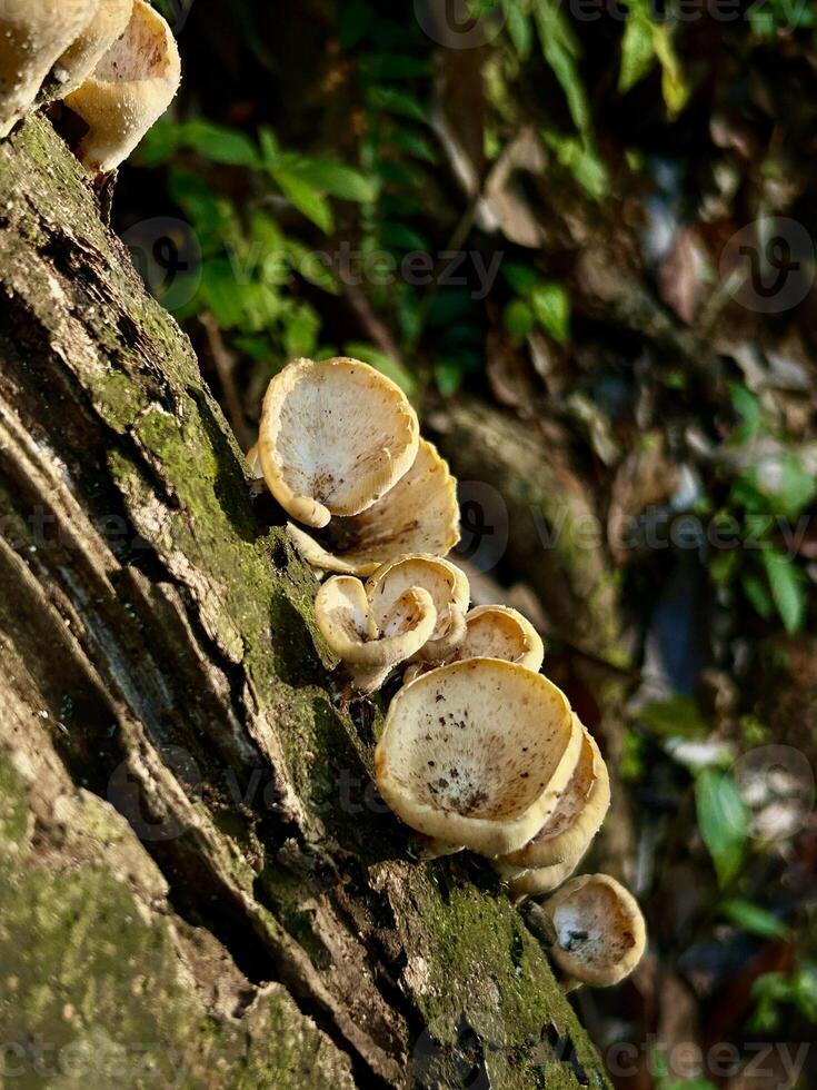 Wild Mushrooms Growing on Tree Bark in Sunlight photo