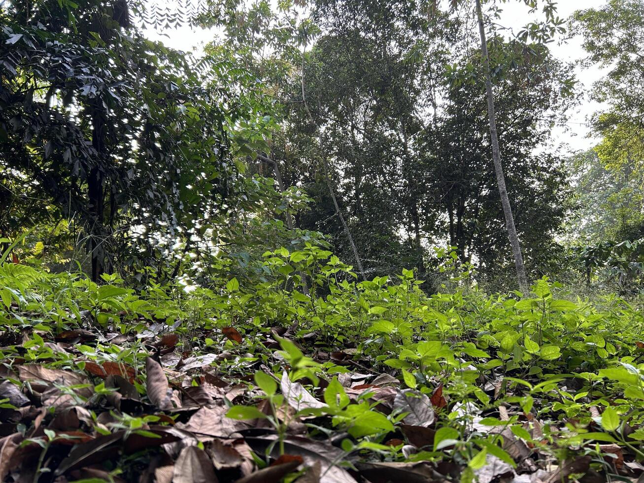 Lush Greenery in Tropical Forest photo