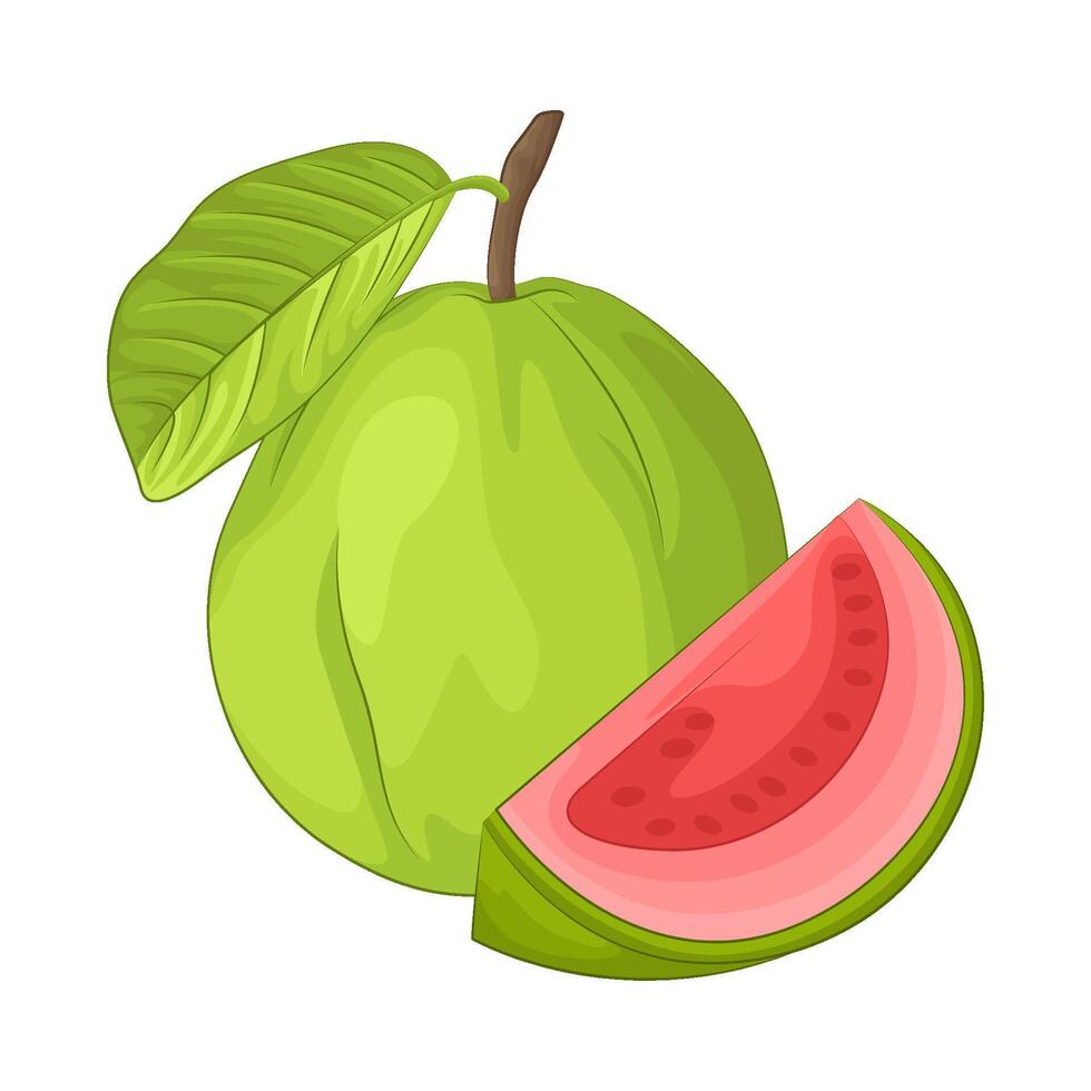 Illustration of guava vector
