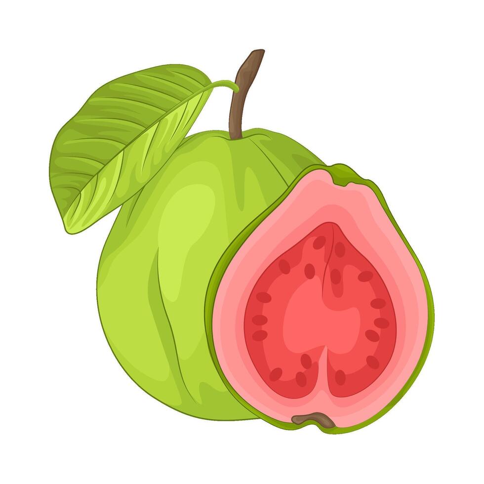 ilustración de guayaba vector