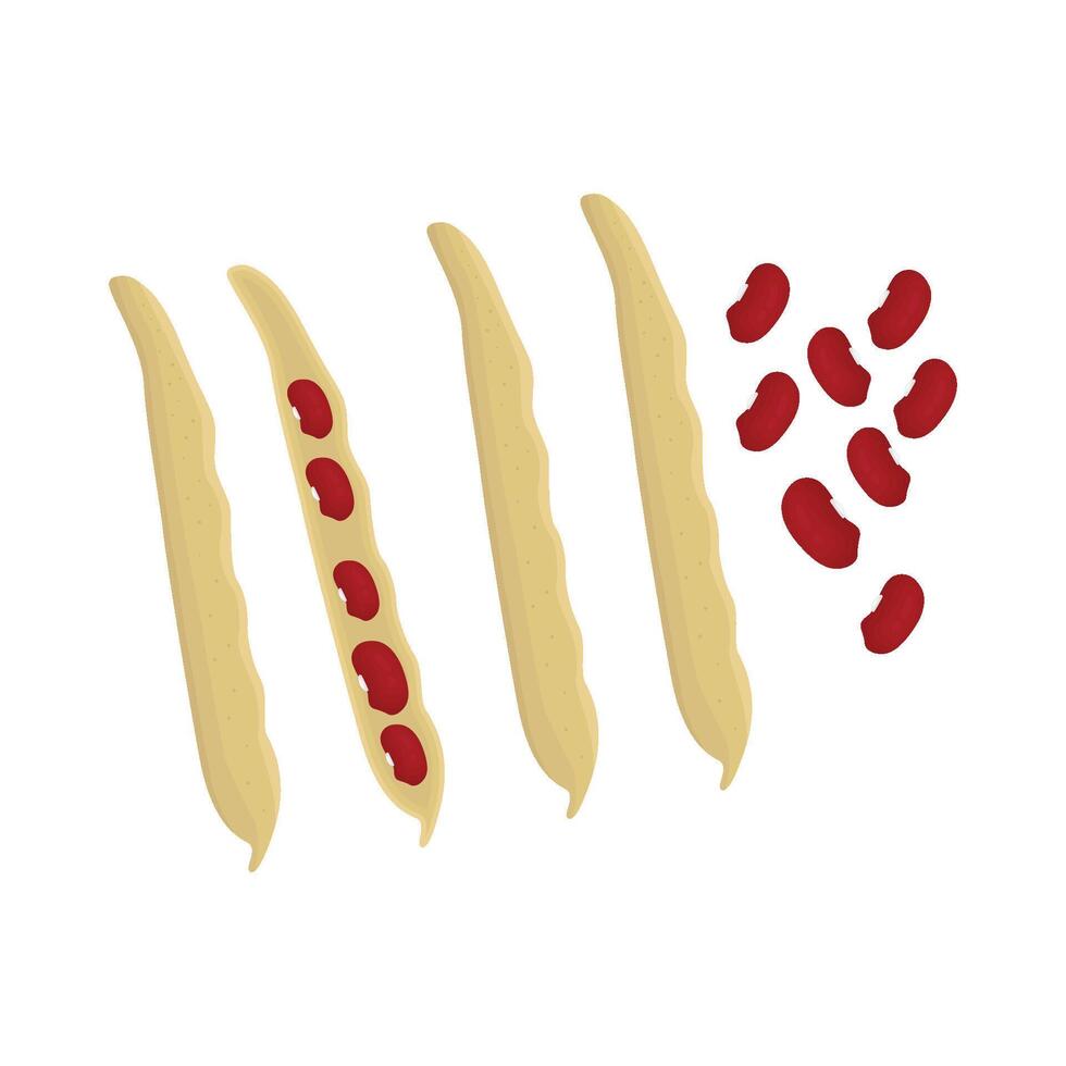 Illustration of red bean vector
