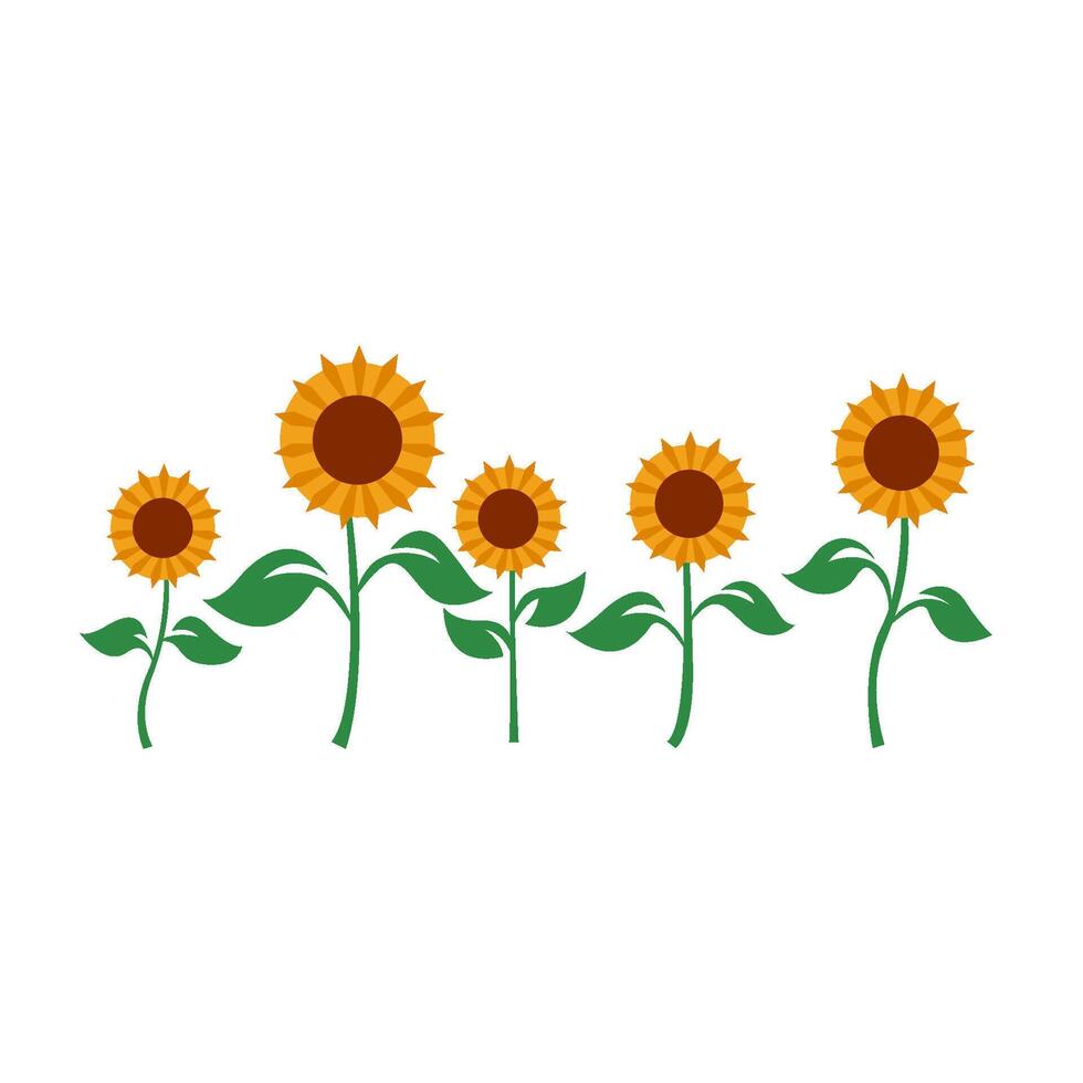 Illustration of sunflower vector