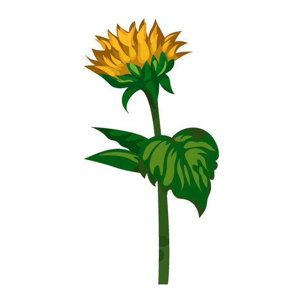 Illustration of sunflower vector