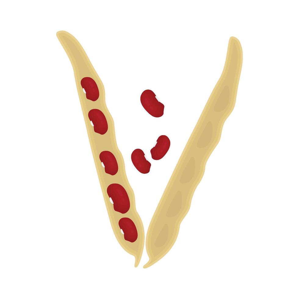 Illustration of red bean vector