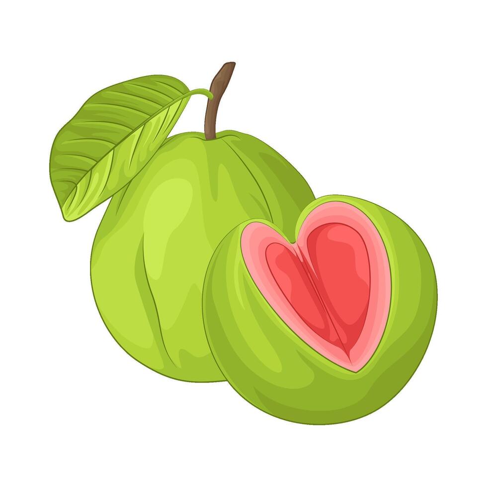 Illustration of guava vector