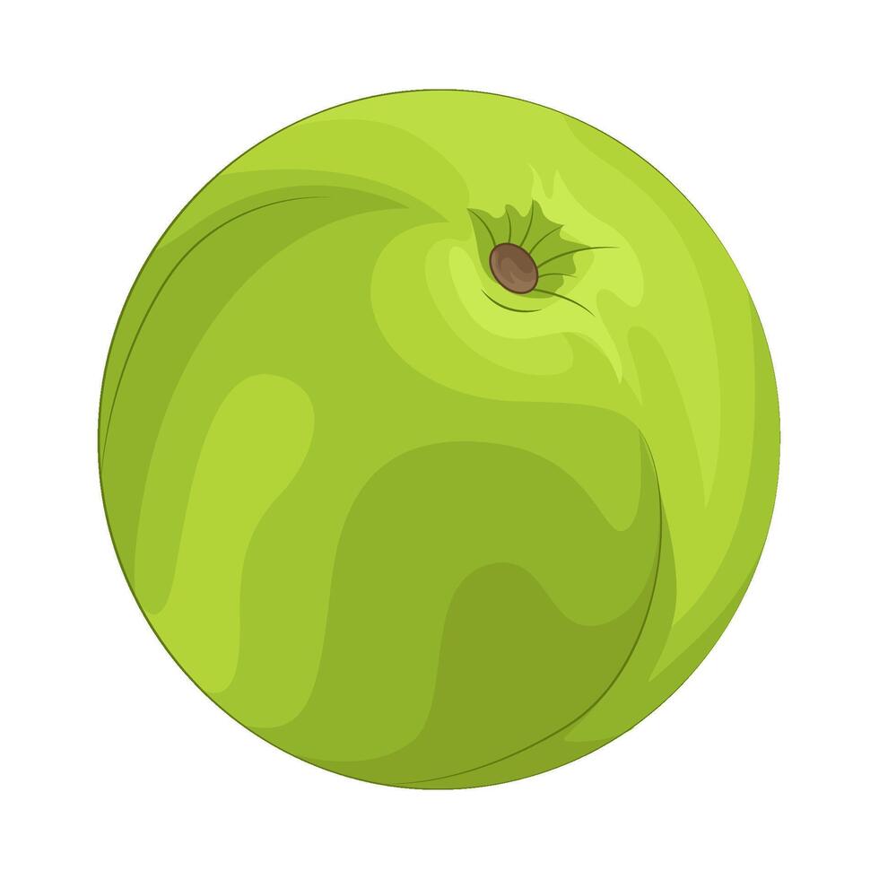Illustration of guava vector