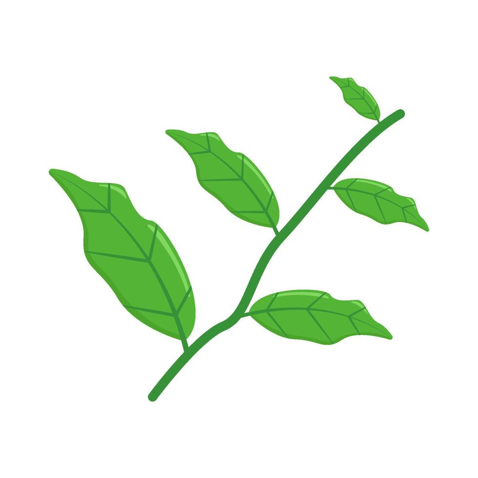 Illustration of basil vector