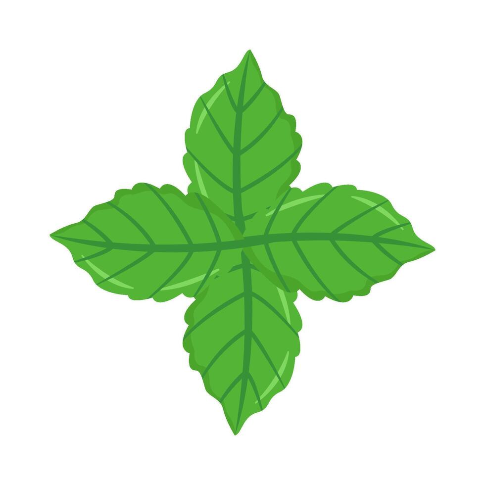 Illustration of mint vector
