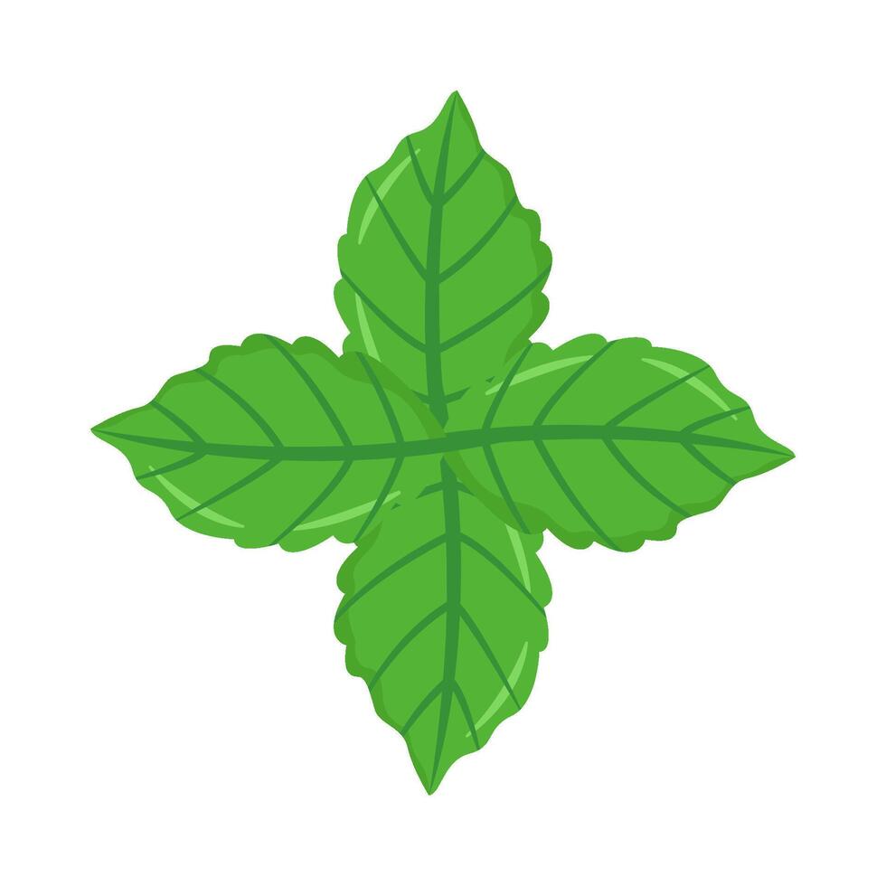 Illustration of mint vector