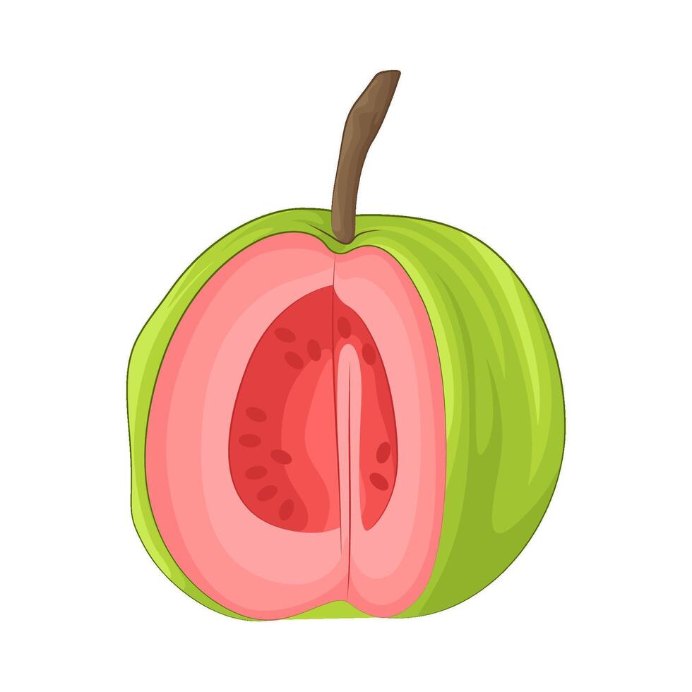 Illustration of guava vector