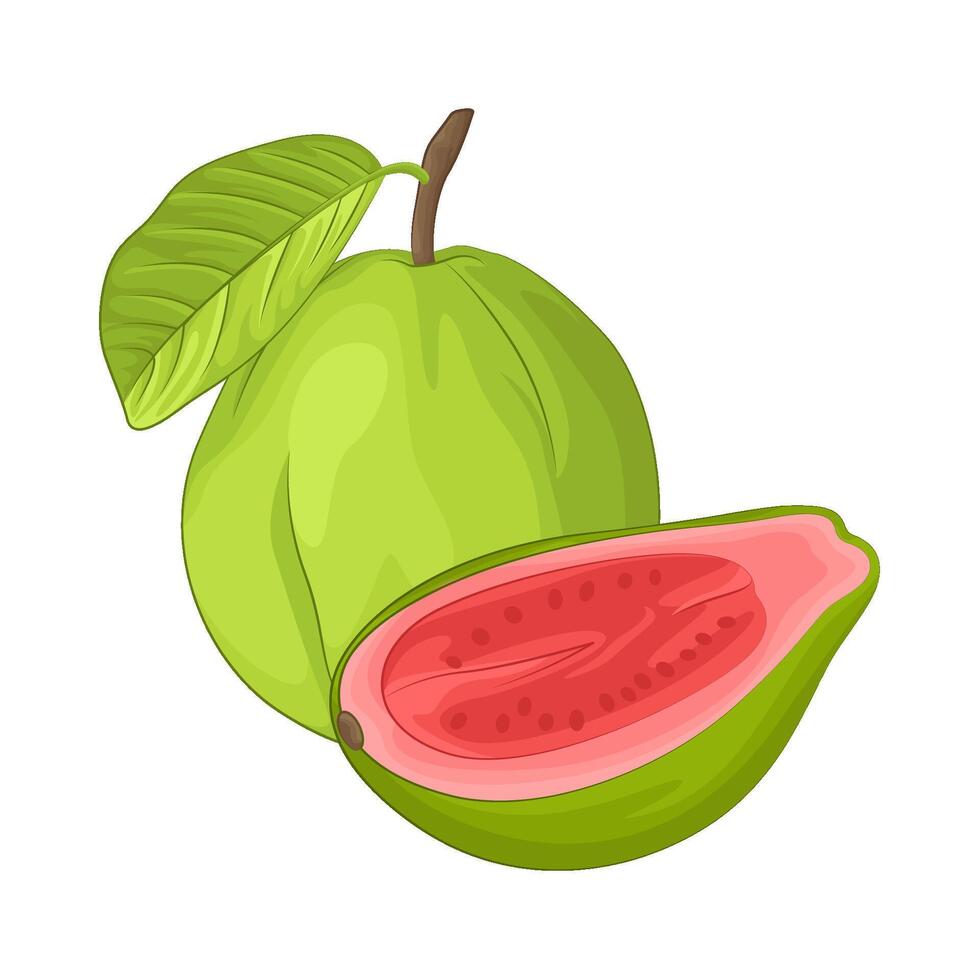 Illustration of guava vector