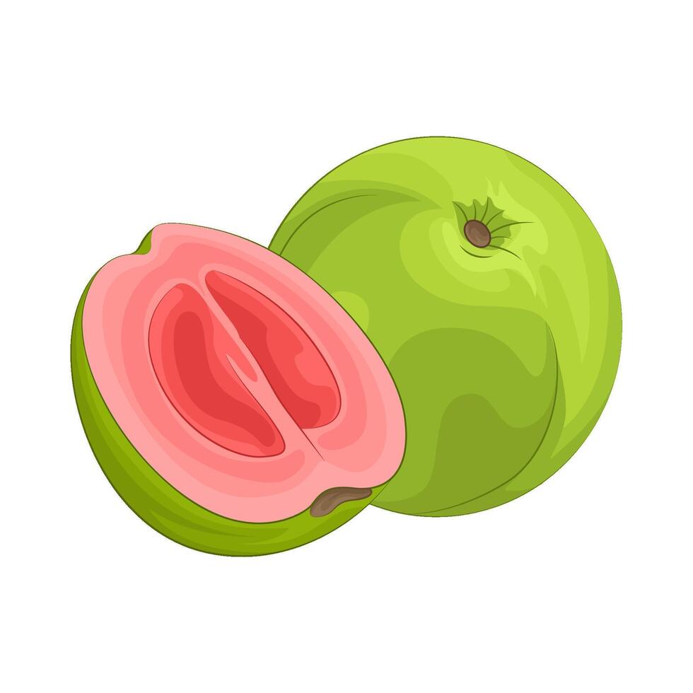 ilustración de guayaba vector