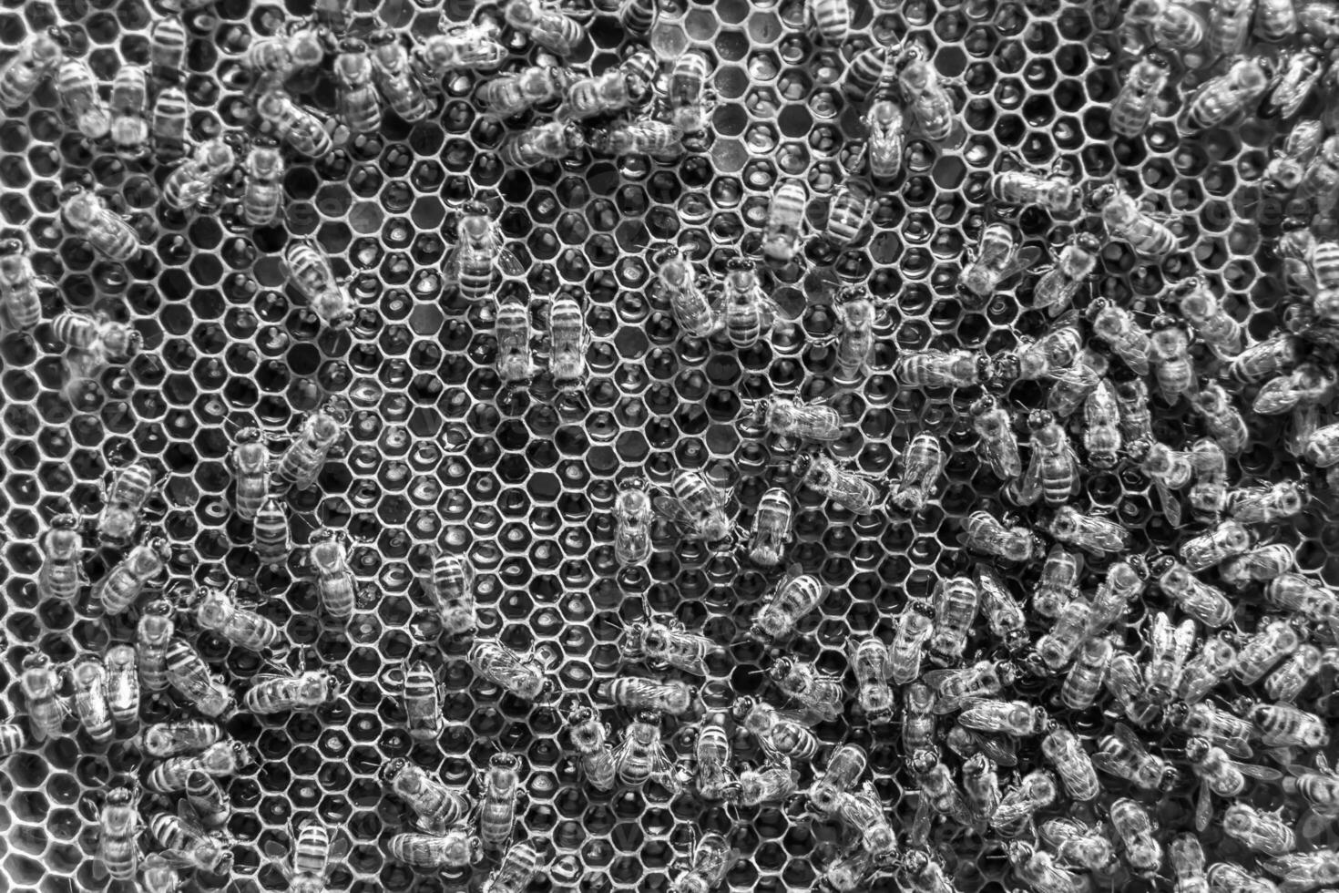 La estructura hexagonal abstracta es un panal de abejas lleno de colmena foto