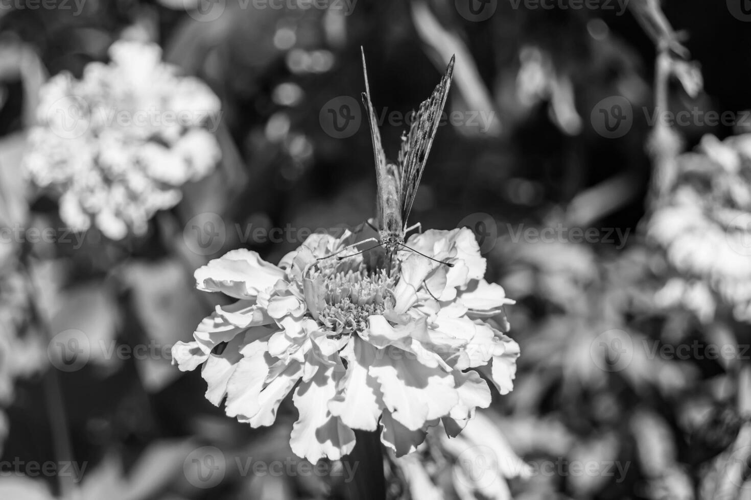 Beautiful flower butterfly monarch on background meadow photo