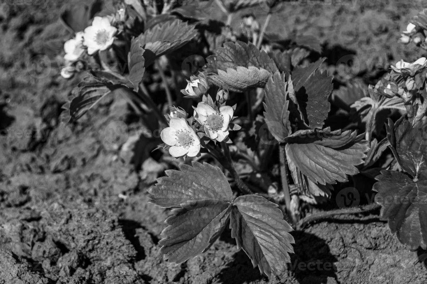 Photography on theme beautiful berry branch strawberry bush with natural leaves photo