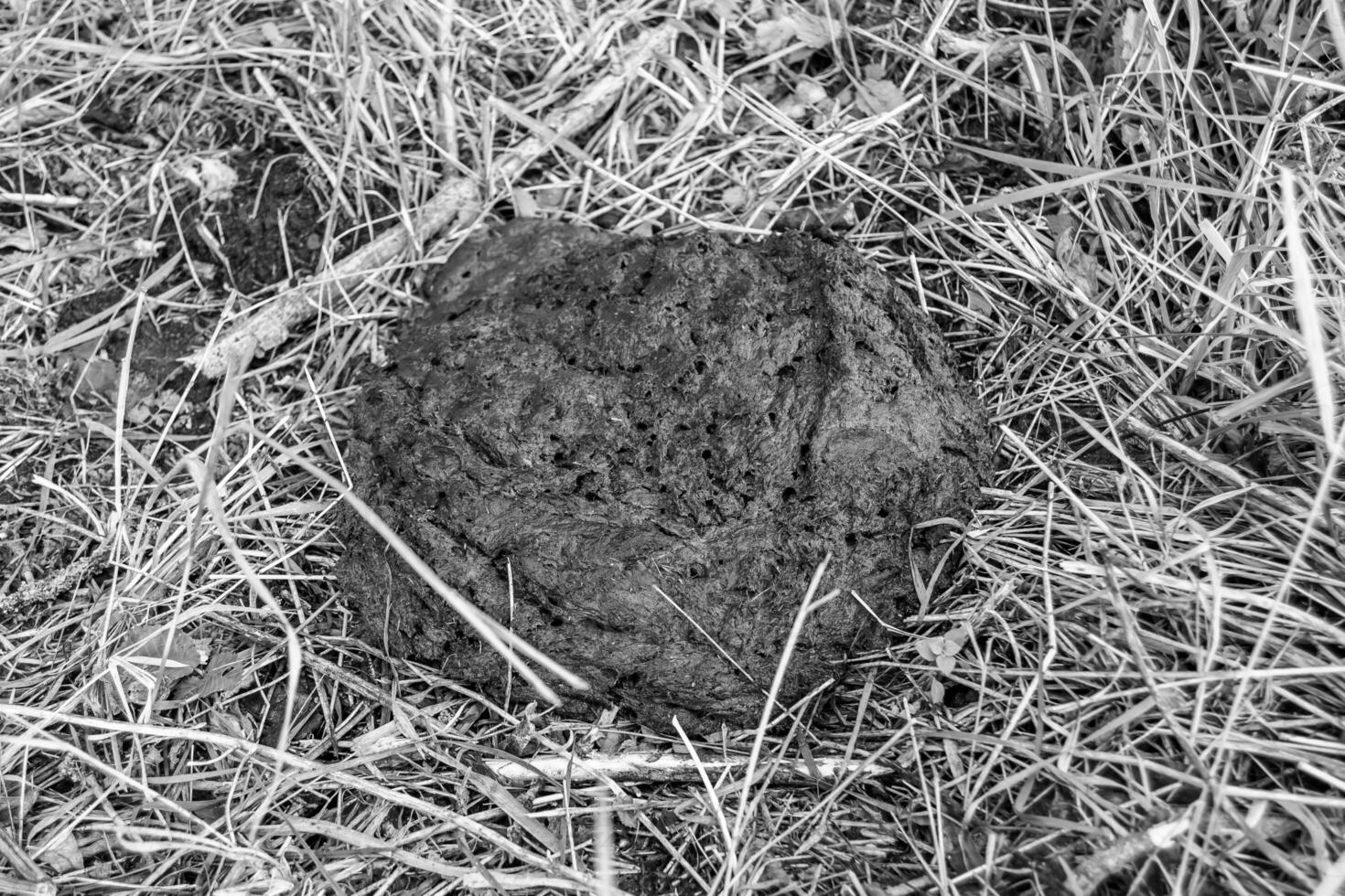 fotografía sobre el tema estiércol de vaca fresco se encuentra en la granja de animales de estiércol foto