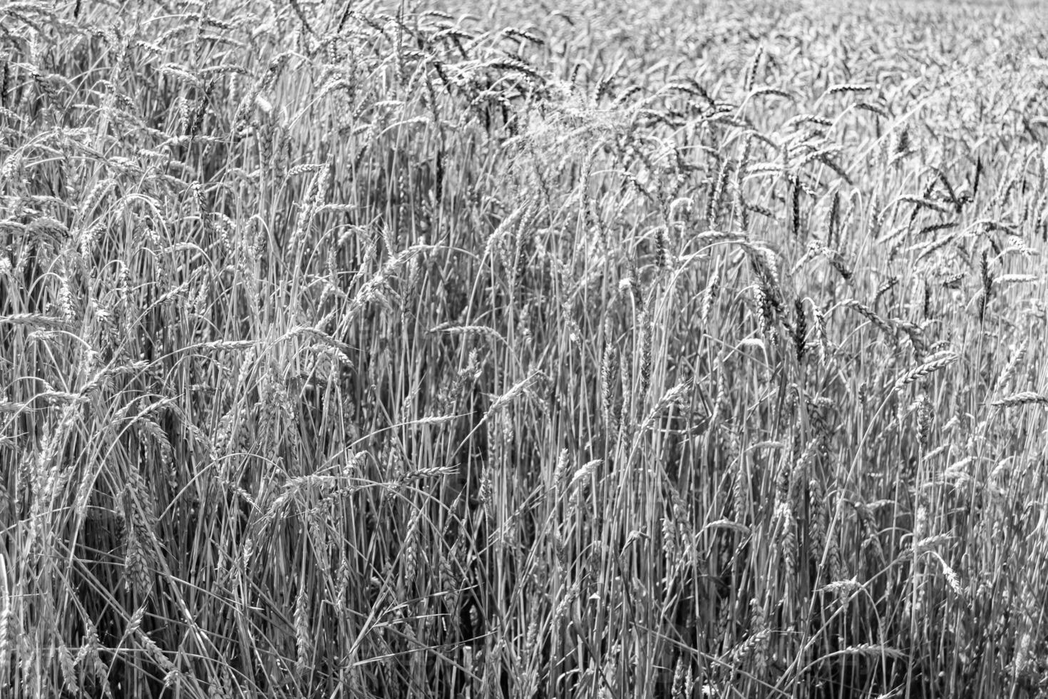 Photography on theme big wheat farm field for organic harvest photo