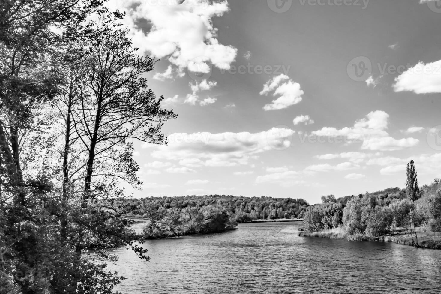 Beautiful grass swamp reed growing on shore reservoir in countryside photo